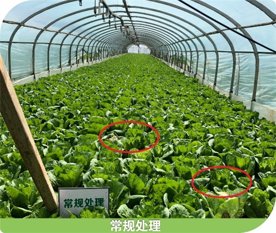 15904727223313725IMc.jpg 54543_副本.jpg