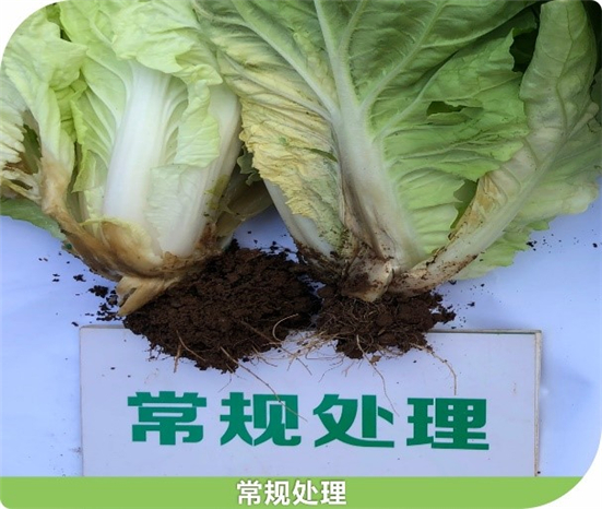1590472755460382VIRs.jpg 434343434_副本.jpg