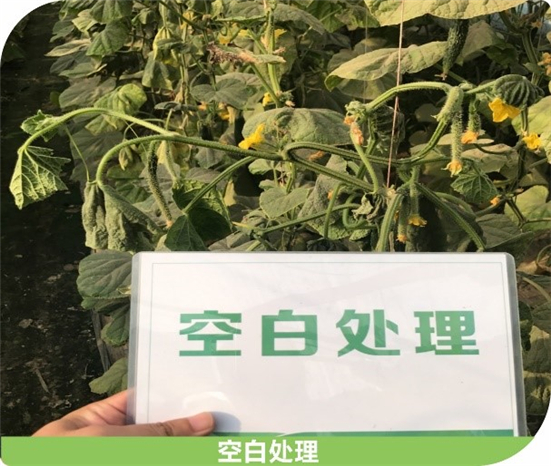 1590479405417348cSf2.jpg 455_副本.jpg