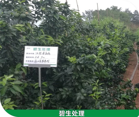 1590481169816519zErD.jpg 556_副本.jpg