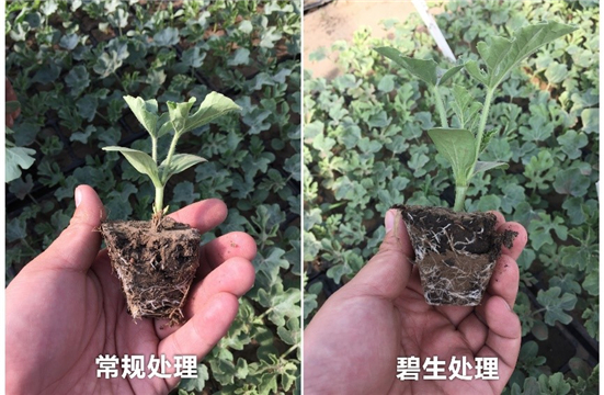 1590485459676785WL9S.jpg 5551_副本.jpg