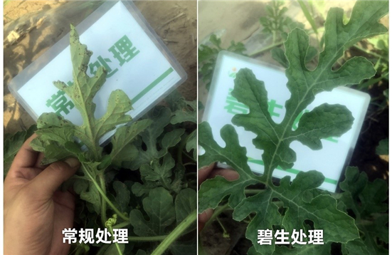 15904854895724267IOl.jpg 4543_副本.jpg