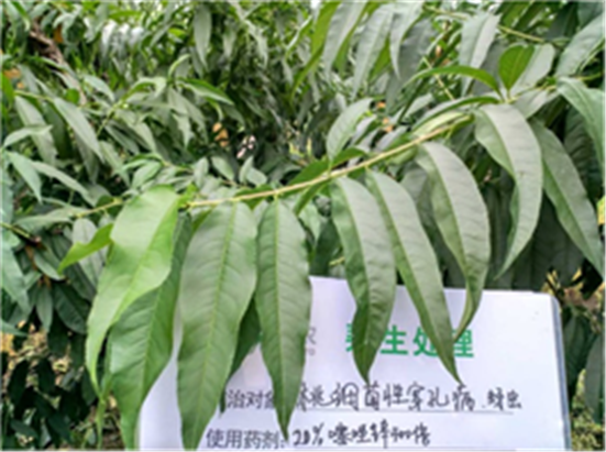 1590547314475809h9zM.png 微信图片_20200527102352_副本.png