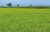 Sustainable Development