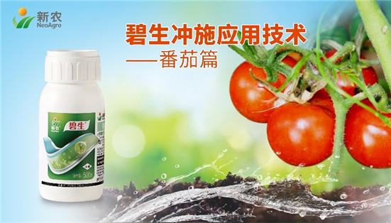 是什么让番茄长的这么好？